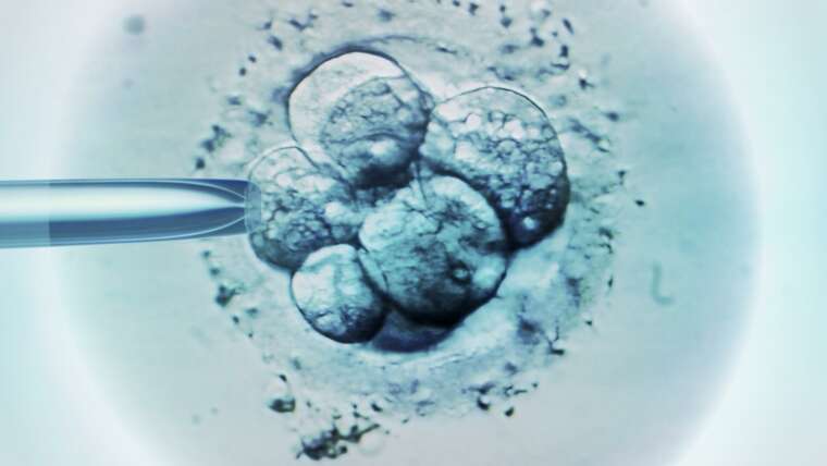 Tüp Bebek Tedavisinde Embriyo Kaç Günde Tutunur?