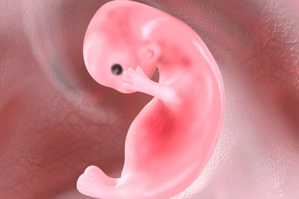 Embriyonun Rahime Daha Kolay Yerleşmesi İçin Öneriler
