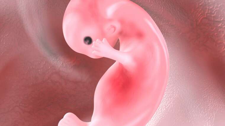 Embriyonun Rahime Daha Kolay Yerleşmesi İçin Öneriler