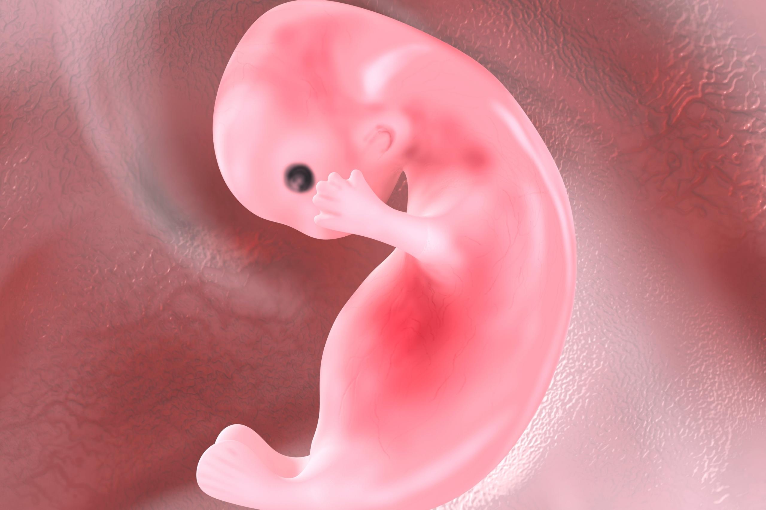 Embriyonun Rahime Daha Kolay Yerleşmesi İçin Öneriler
