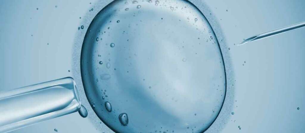 What are follicles in IVF?