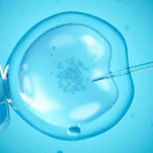 What happens during reciprocal IVF?