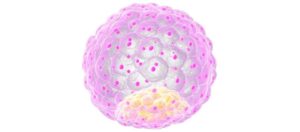 Was ist das Blastozystenstadium bei einer IVF?