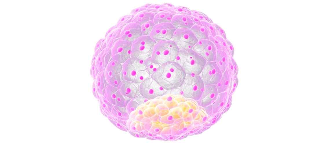 Was ist das Blastozystenstadium bei einer IVF?