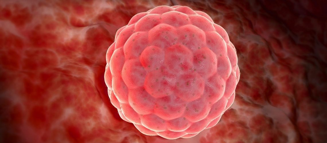 Embriyo Kalitesi Nedir Nasil Belirlenir Embriyo Kalitesi Nedir, Nasıl Belirlenir?